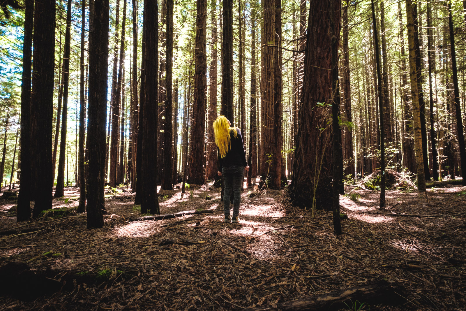 The Redwoods Treewalk in New Zealand